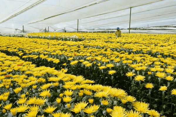 Phần 4: Sản xuất hoa ở Colombia và tác động của nó đến thị trường Hoa Kỳ